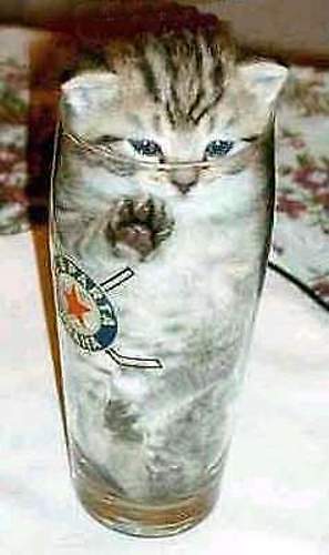 Katze-in-bierglas