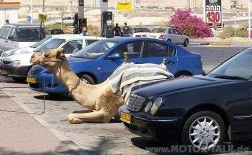 Kamel-auf-parkplatz