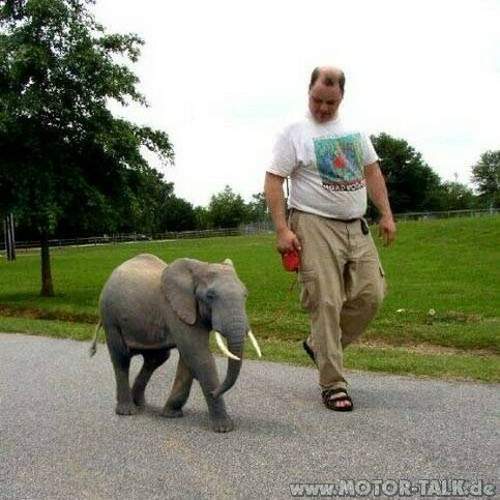 Elefant-als-haustier