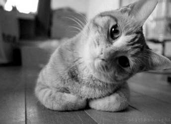 Lustige-katzenbilder-parkgott-blog-de-32
