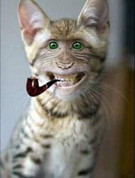 Katze