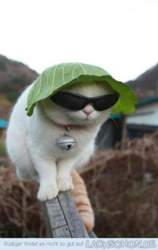 155541-swag-1