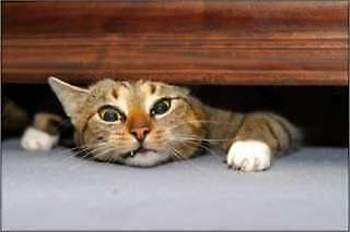 Kleinepause-4mal-de-lustige-katzen-3-17-preview