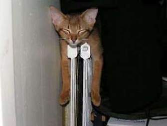Kleinepause-4mal-de-lustige-katzen-4-02-preview