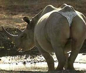 Lustige-bilder-tiere