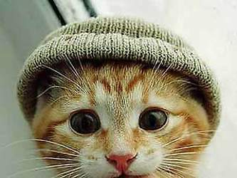 Kleinepause-4mal-de-lustige-katzen-1-00