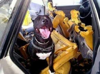 Hund-zerfetzt-die-autositze