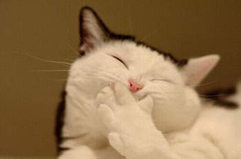 Animal-bem-gato-cat-cute-engracado-fofo-favim-com-65640