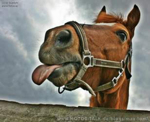 Pferd
