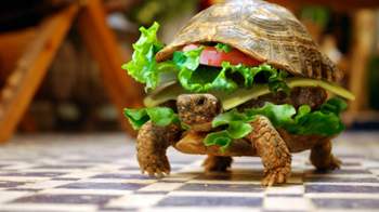 Funny-burger-turtle-wallpaper-wallpapers