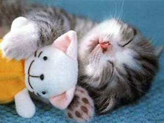 Katzenbaby1