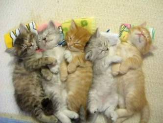 Katzenbabys-kuscheln