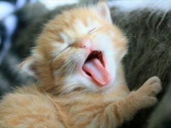 Rotes-katzenbaby-gaehnt-attackofthecute