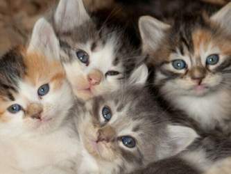 Katzenbabys-kuscheln-shutterstock-tami-freed