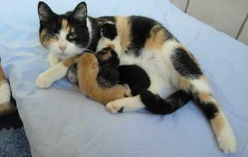 Katze-mit-kleinen-marz-2011
