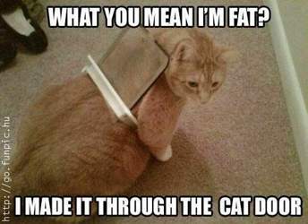 Fat-cat