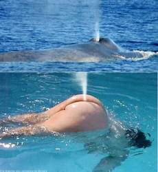 Lustiger-dicker-schmargie-badet-im-meer