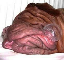 Hundblase