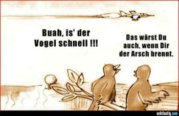 Ein-schneller-vogel