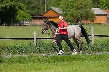 Pferdejogging