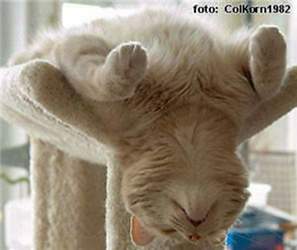 Katzen-kratzbaeume-zum-wohlfuehlen