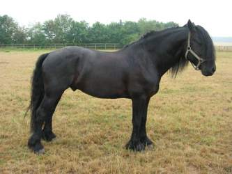 Friese2