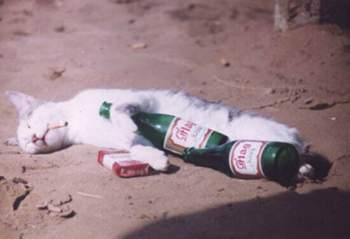 Katze