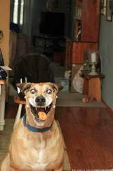 Lustiger-hund-leckerli