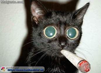 Lustiges-bild-katze-auf-drogen