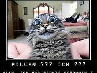 Katze-nimmt-pillen-thumbnail