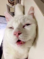 Was-ist-nur-mit-dieser-katze-los