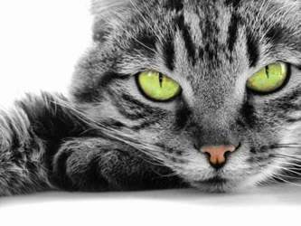 Katze-web