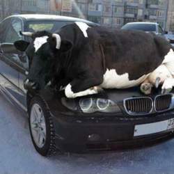 Wie-ist-denn-die-kuh-auf-den-bmw-gekommen
