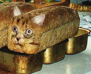 Katze-brot