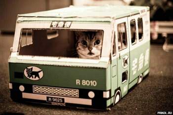 Cats-03