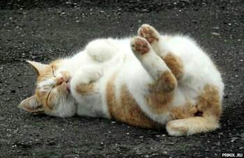 Cats-01