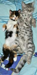 Muede-hauskatzen-schlafen-auf-bett
