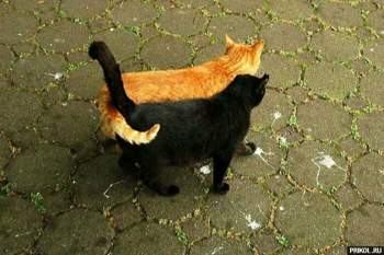 Cats-10