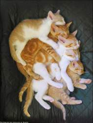 Fuenf-weis-braune-katzen-kuscheln-und-schlafen