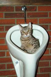 Uh65966-1284814216-katzenklo