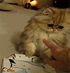 Tumblr-n7vkdbldbo1s8w9v4o1-250