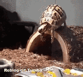 Tumblr-n7ctbngcyp1te94myo1-250