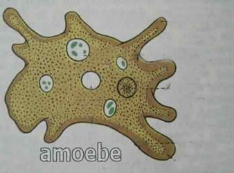 Amoebe2