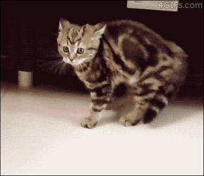 Kitten-intimidating-crab-walk