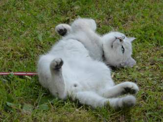 Nico-2015-06-06-18-47-14