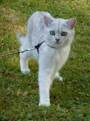 Nico-2015-06-06-18-12-38