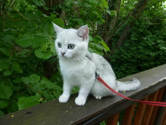 Nico-2015-05-10-11-57-46