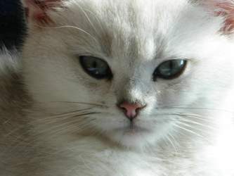 Nico-2015-03-25-12-15-18