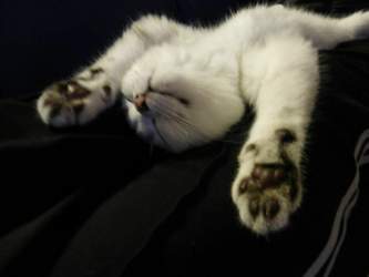 -nico-2015-04-27-20-48-42