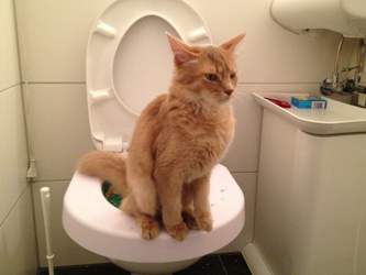 Litter-kwitter-loulou-gruen